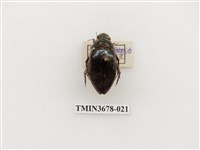 藏品(龍蝨、牙蟲)的圖片